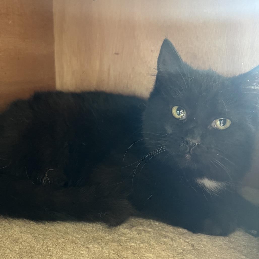 Enlarge Lucky, a Adoptable Domestic Short Hair in Rock Falls, IL image 1/1