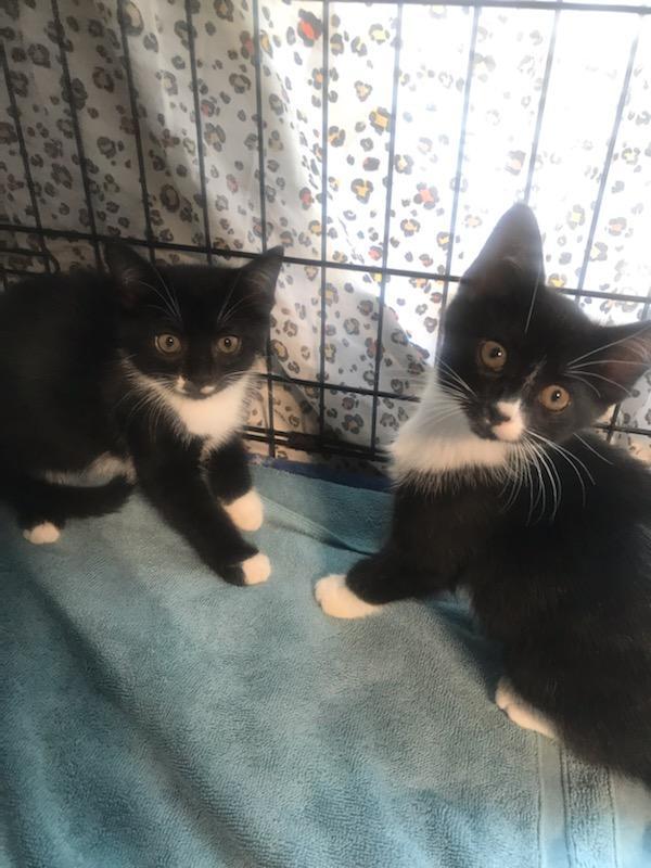 Nevin, Adoptable, Kitten Male Domestic Short Hair.