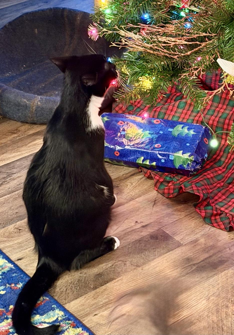 Enlarge Nevin, a Adoptable Domestic Short Hair in Cincinnati, OH image 2/4