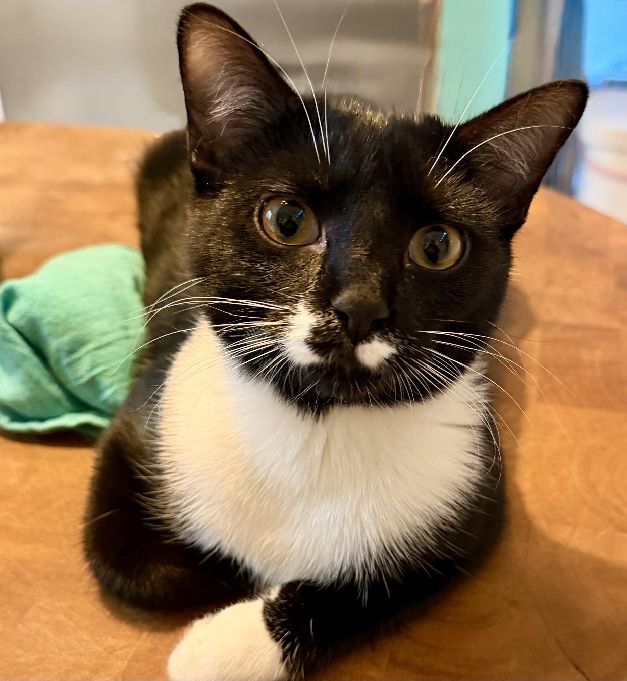 Nevin, Adoptable, Kitten Male Domestic Short Hair.