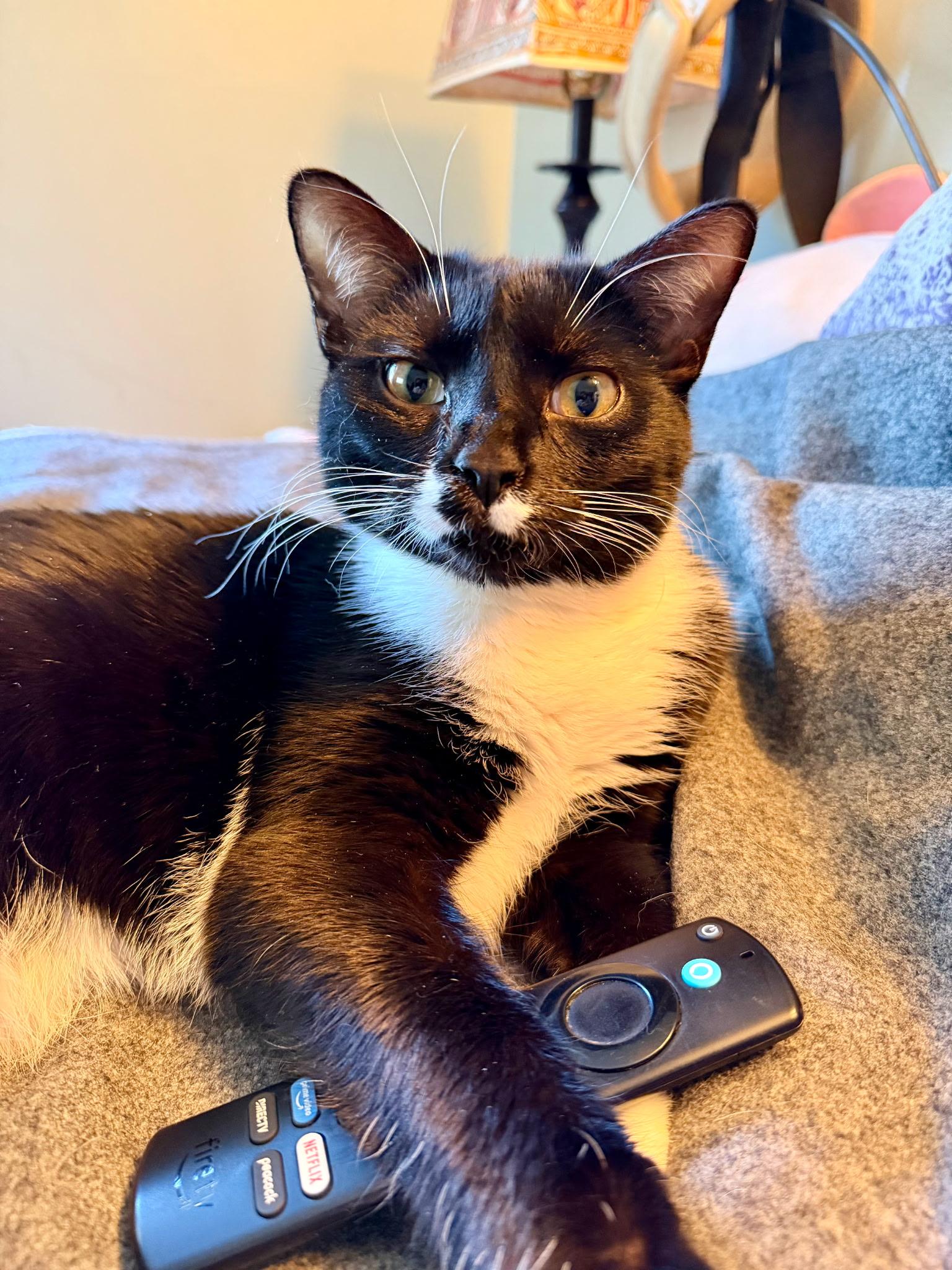 Nevin, a Adoptable Domestic Short Hair in Cincinnati, OH image 5/5