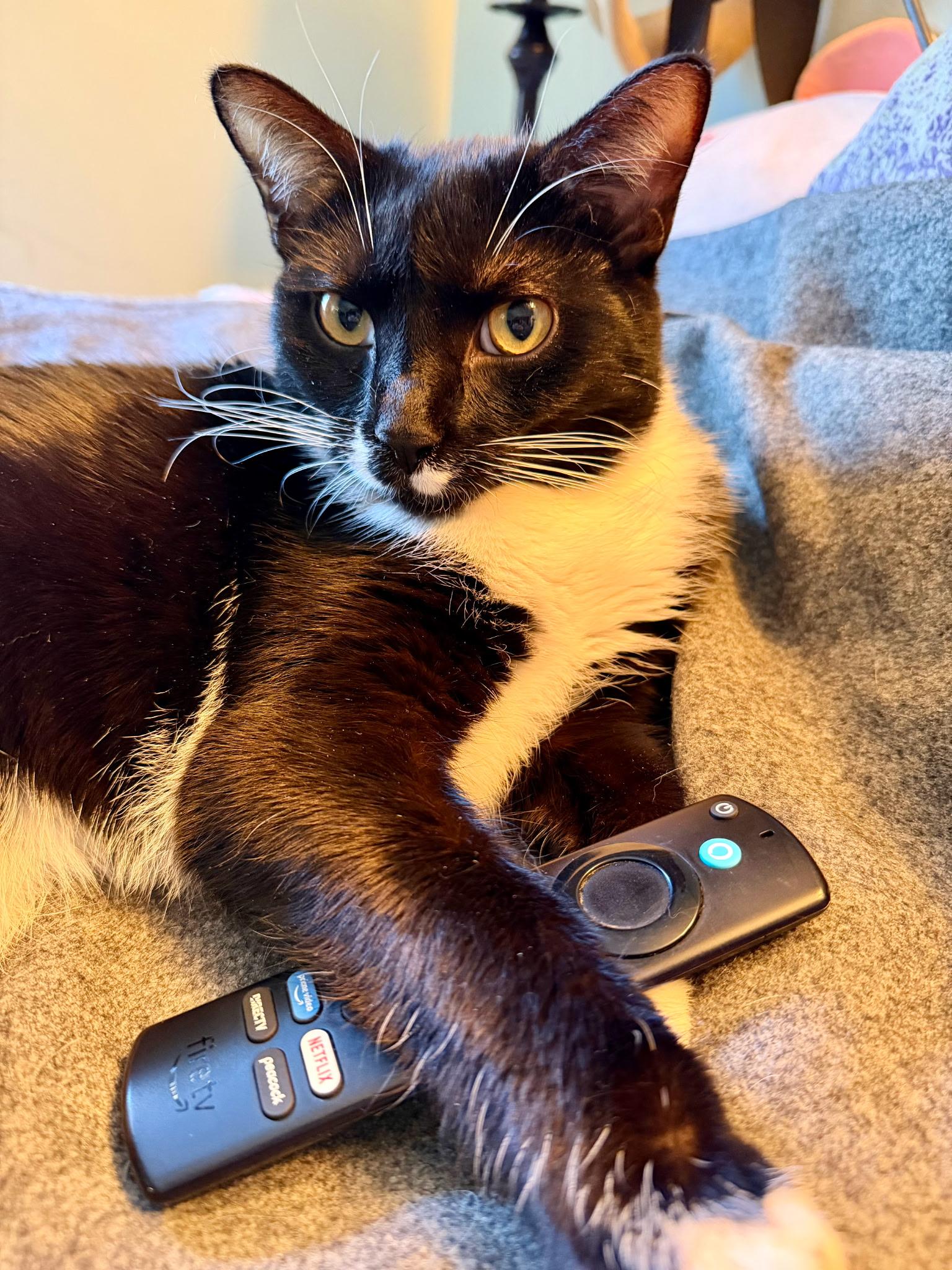 Nevin, a Adoptable Domestic Short Hair in Cincinnati, OH image 3/5