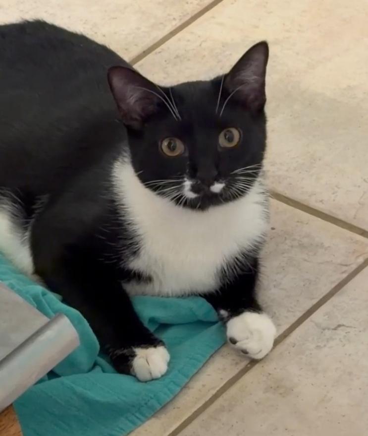 Nevin, a Adoptable Domestic Short Hair in Cincinnati, OH image 4/5