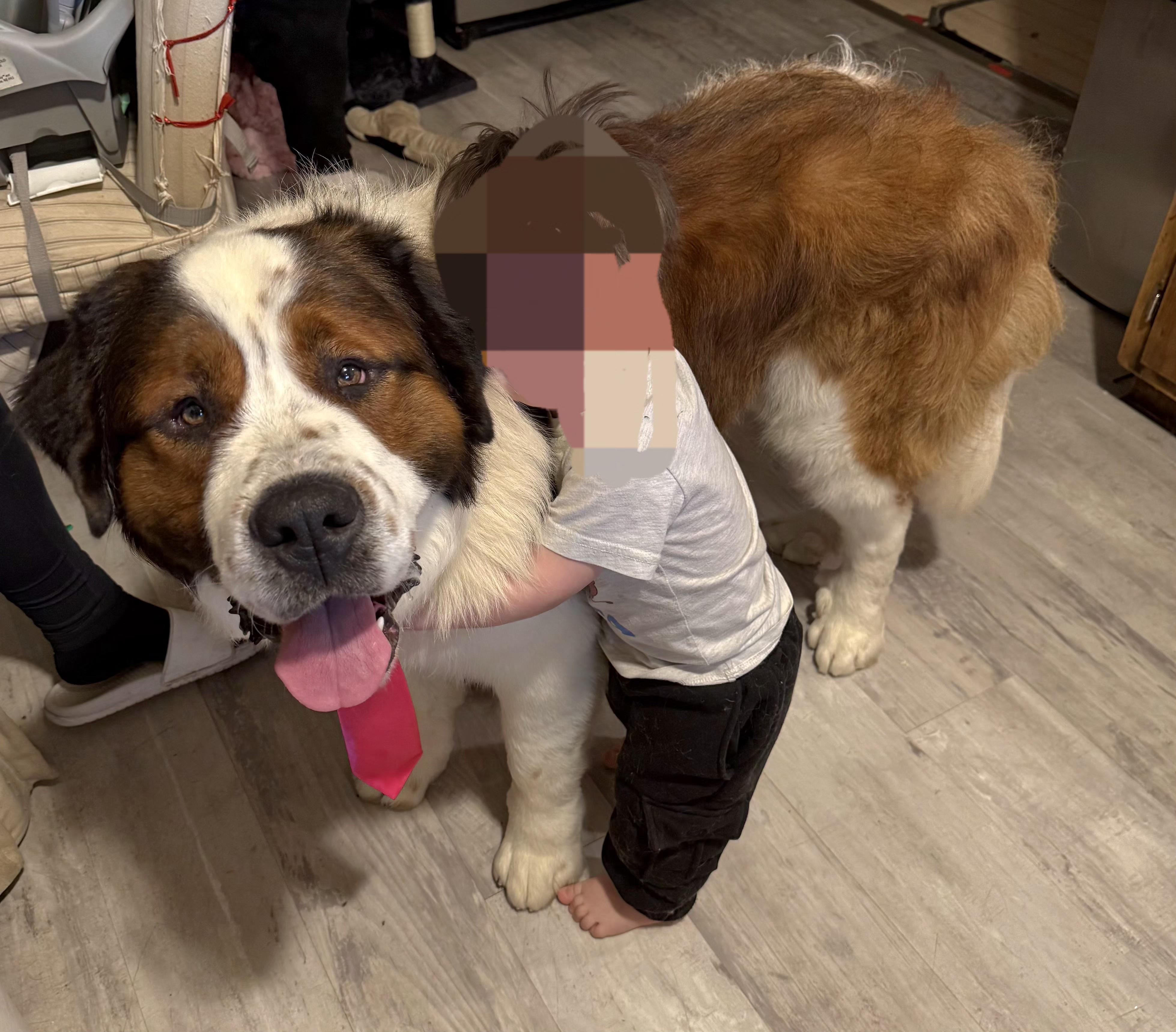 Bosa, a ADOPTABLE Saint Bernard in Tracy, CA image 2/2