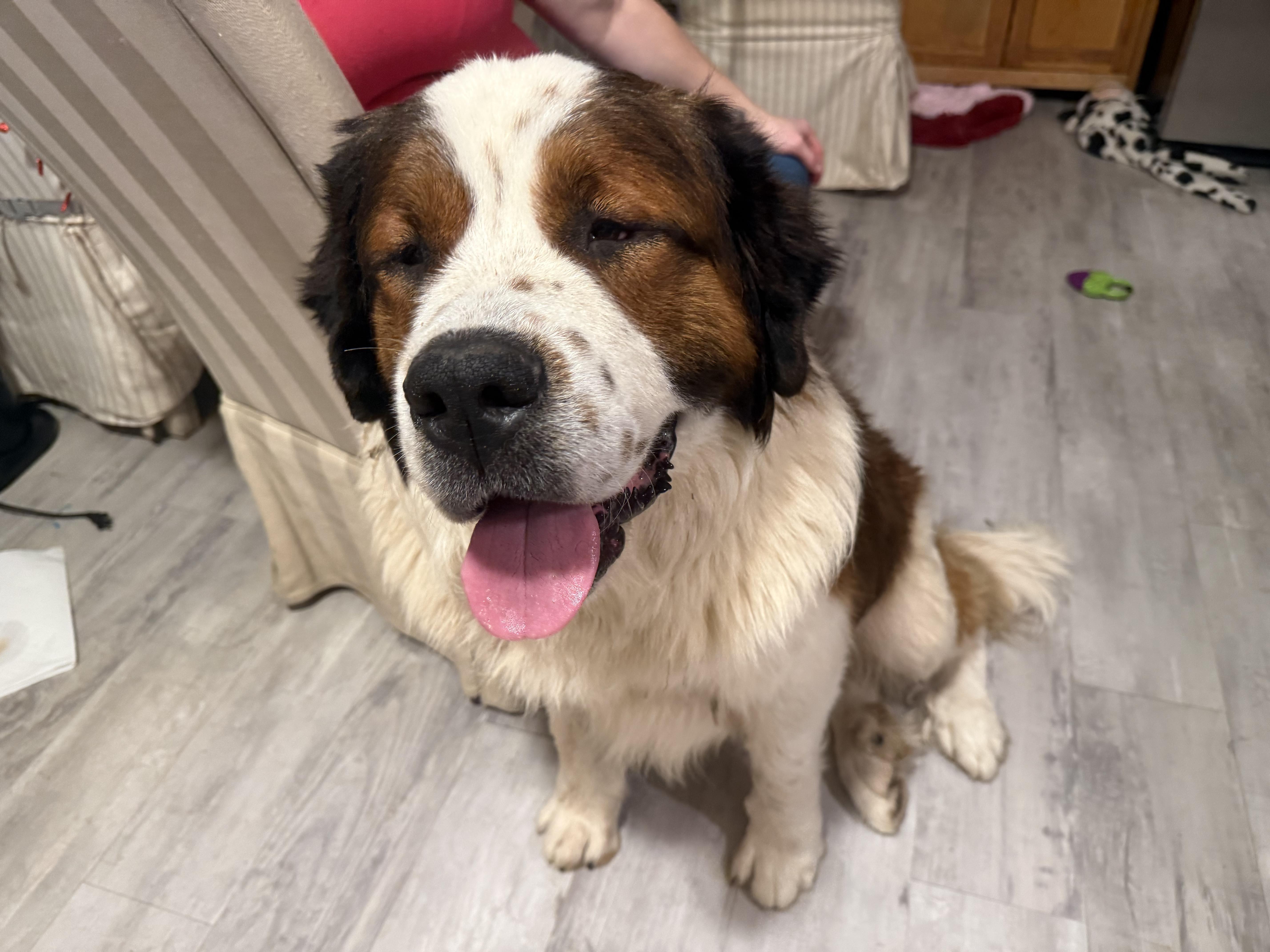 Bosa, a ADOPTABLE Saint Bernard in Tracy, CA image 1/2