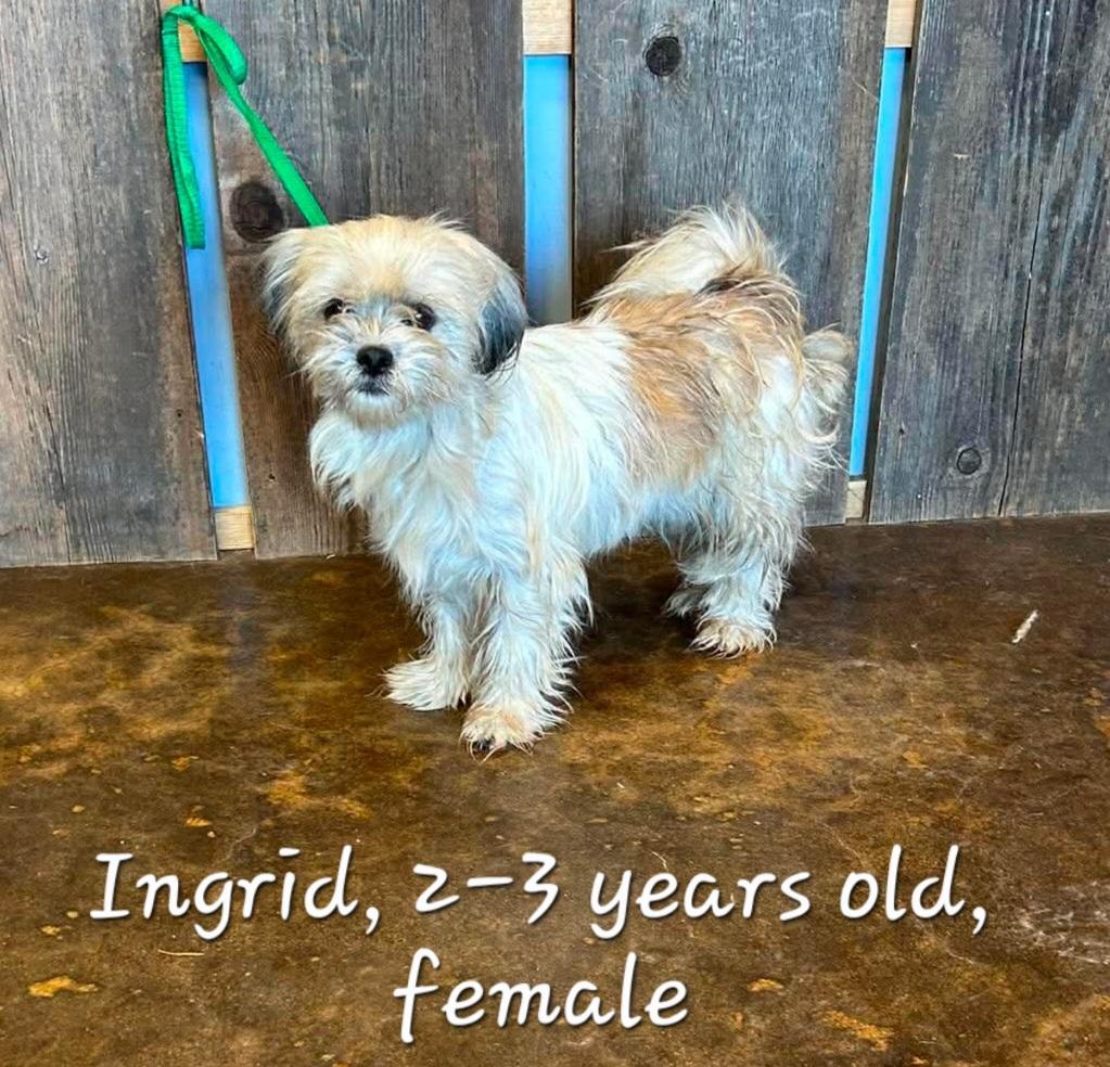 INGRID 425, Adoptable, Adult Female Terrier.