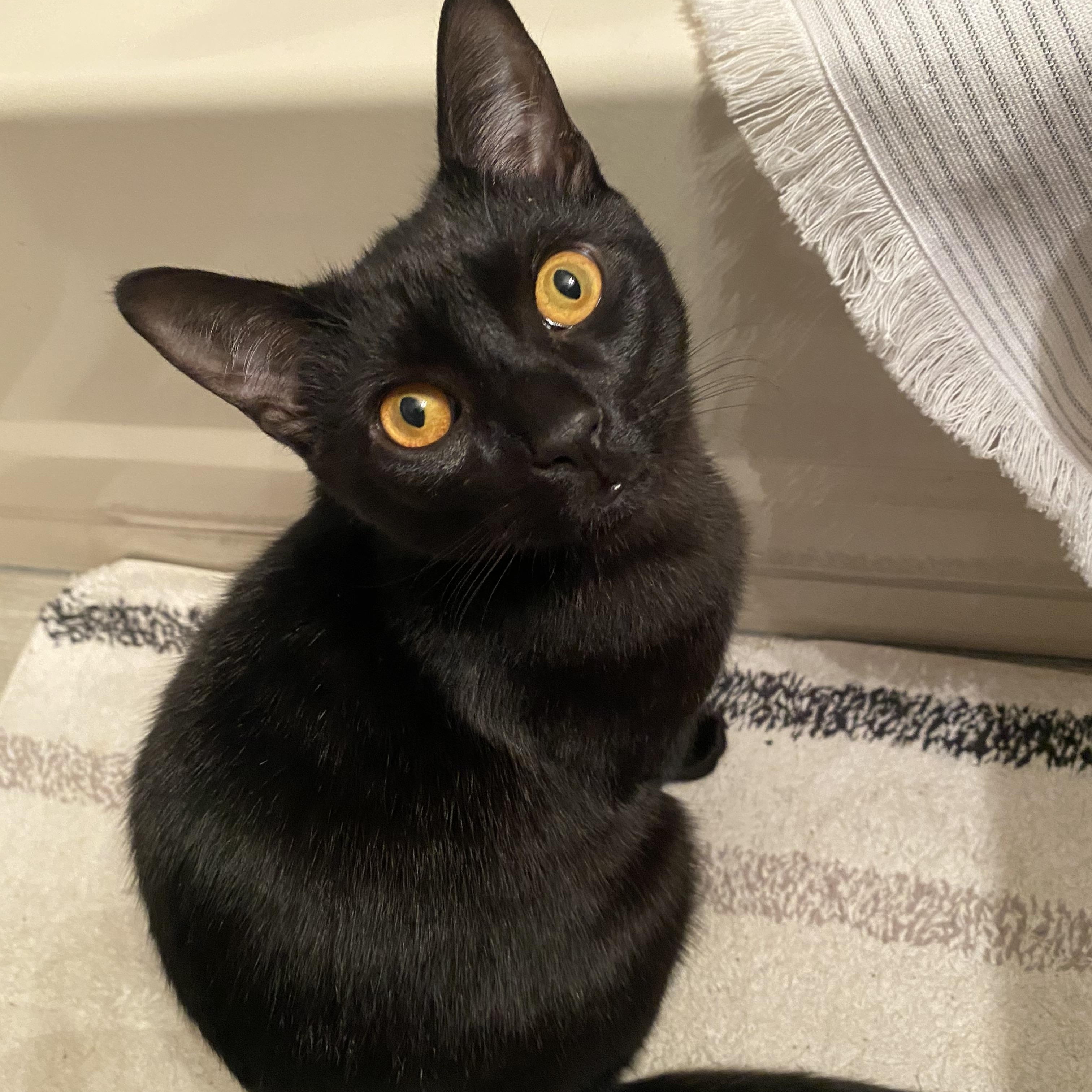 Enlarge Dale, a ADOPTABLE Domestic Short Hair in Bayonne, NJ image 1/1