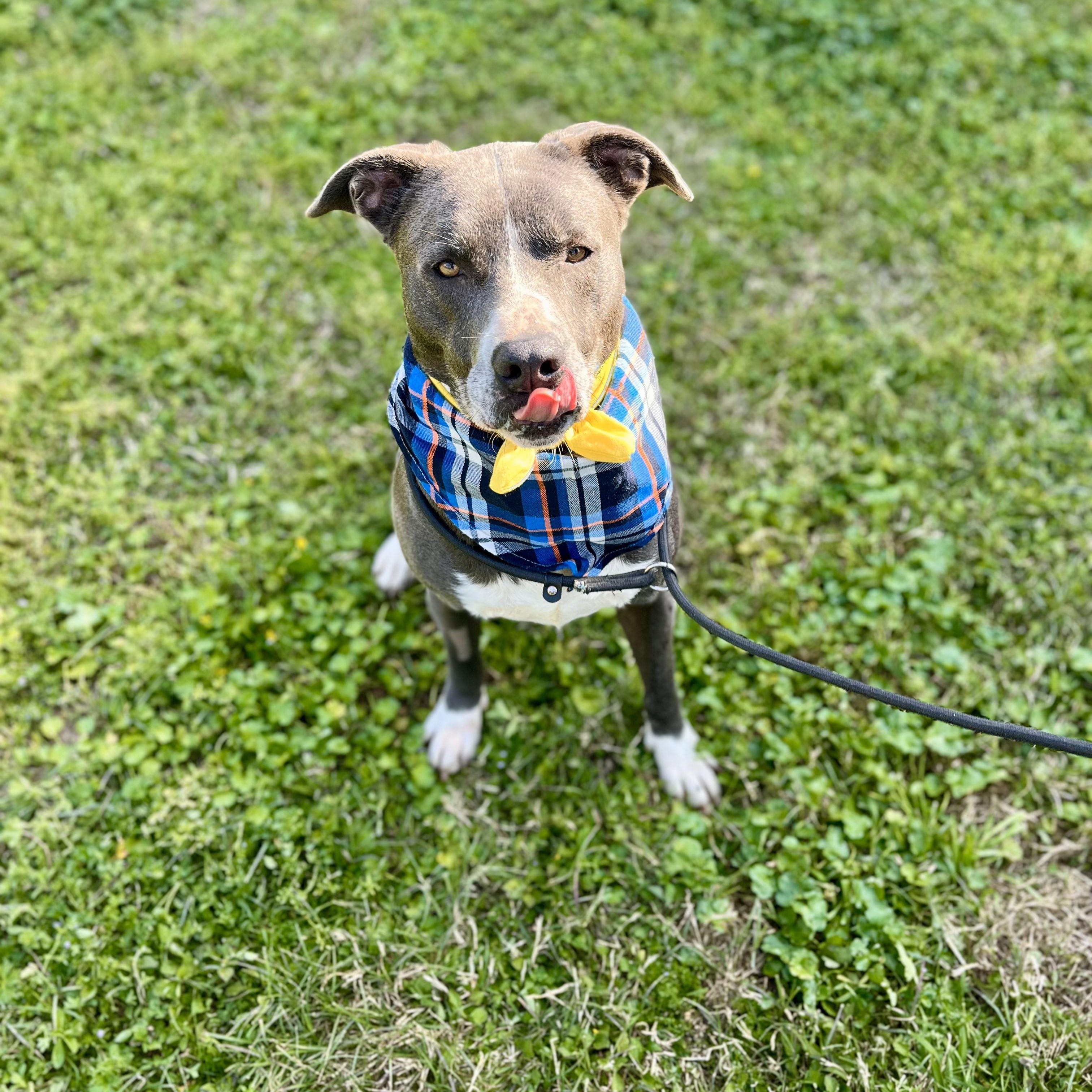 Mojito, Adult Male American Staffordshire Terrier
