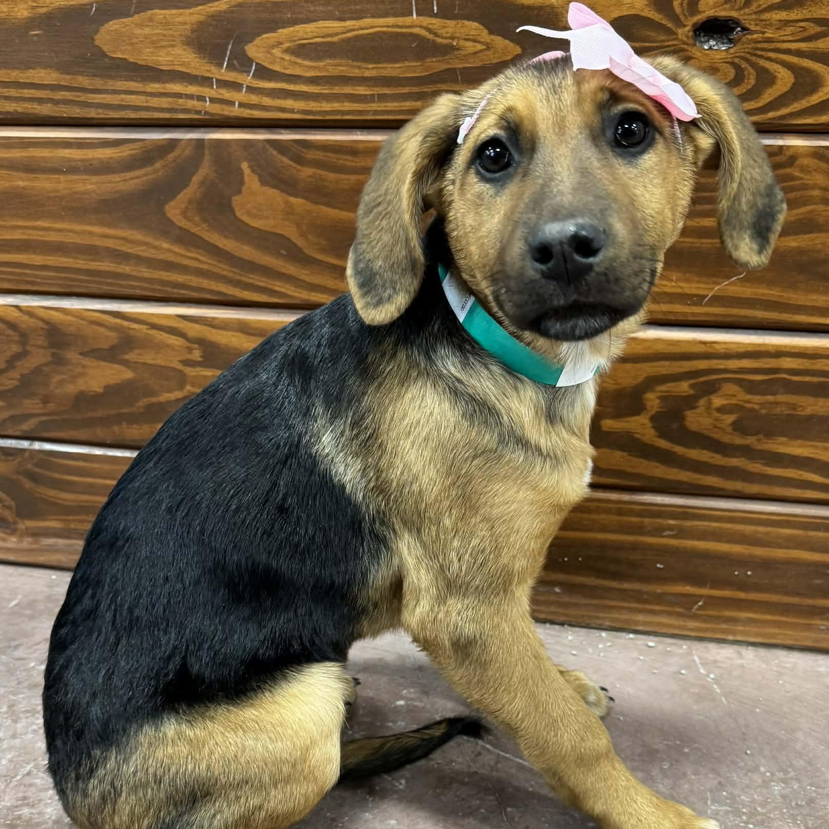 Enlarge Helen, an adopted mixed breed in The Colony, TX image 1/1