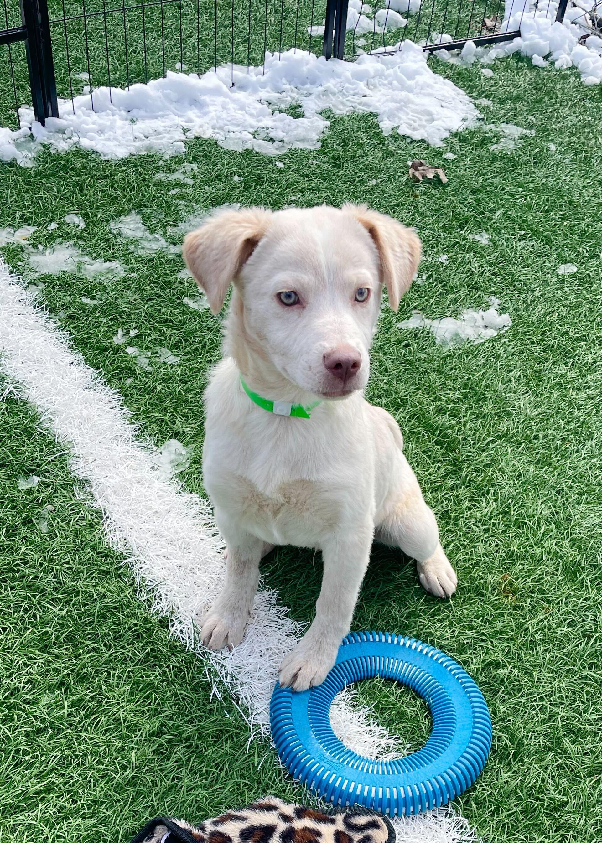 Enlarge Hugo *HERE IN NH*, an adopted Mixed Breed in Northwood, NH image 2/2