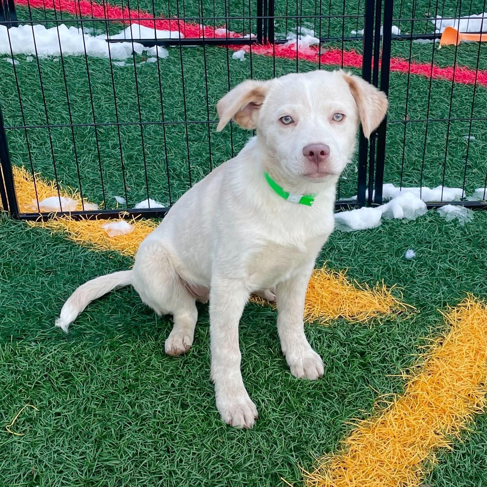 Enlarge Hugo *HERE IN NH*, an adopted Mixed Breed in Northwood, NH image 1/2