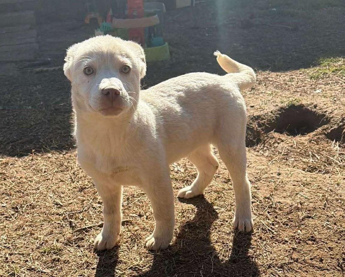 Hugo, a ADOPTABLE Mixed Breed in Northwood, NH image 3/4