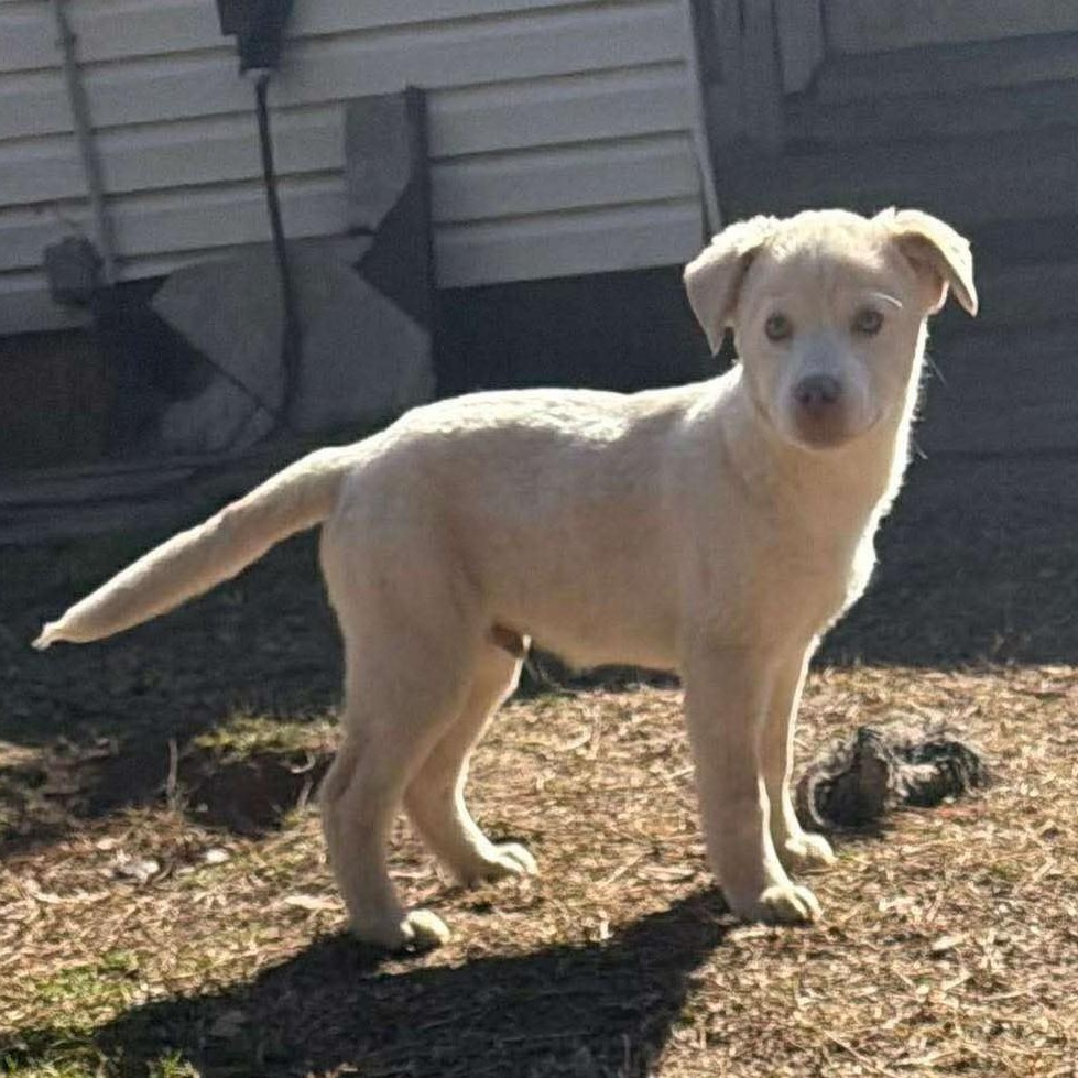 Hugo, ADOPTABLE, Puppy Male Mixed Breed.