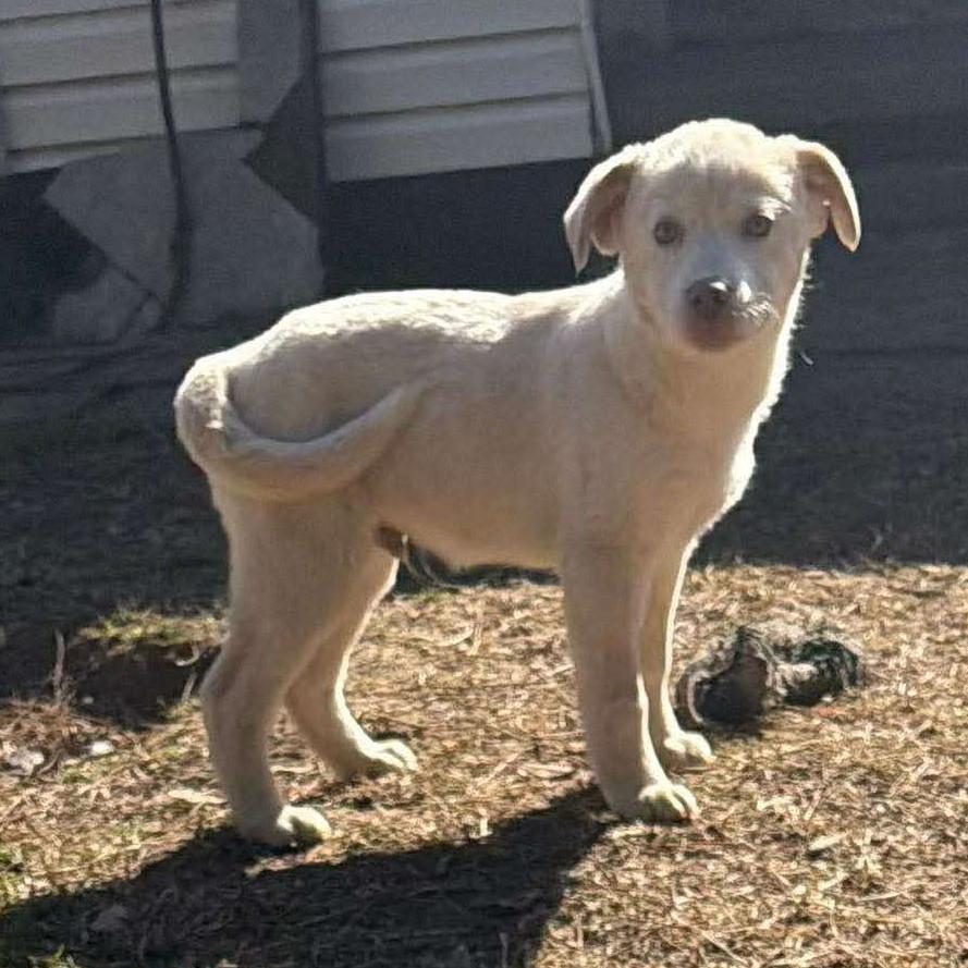 Hugo, a ADOPTABLE Mixed Breed in Northwood, NH image 2/4