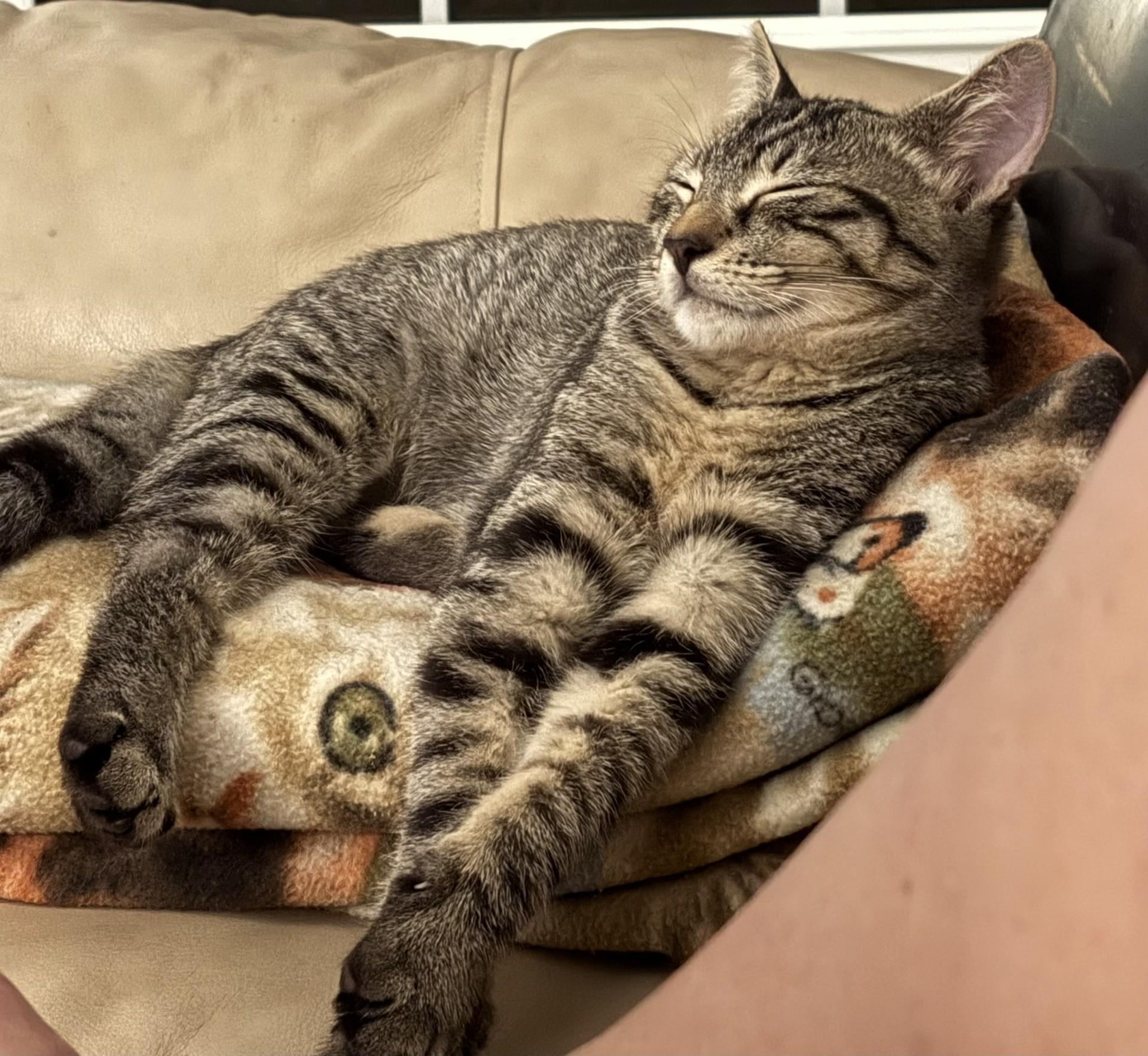 Farley (American Ringtail), Adopted, Kitten Male Domestic Short Hair & American Bobtail.