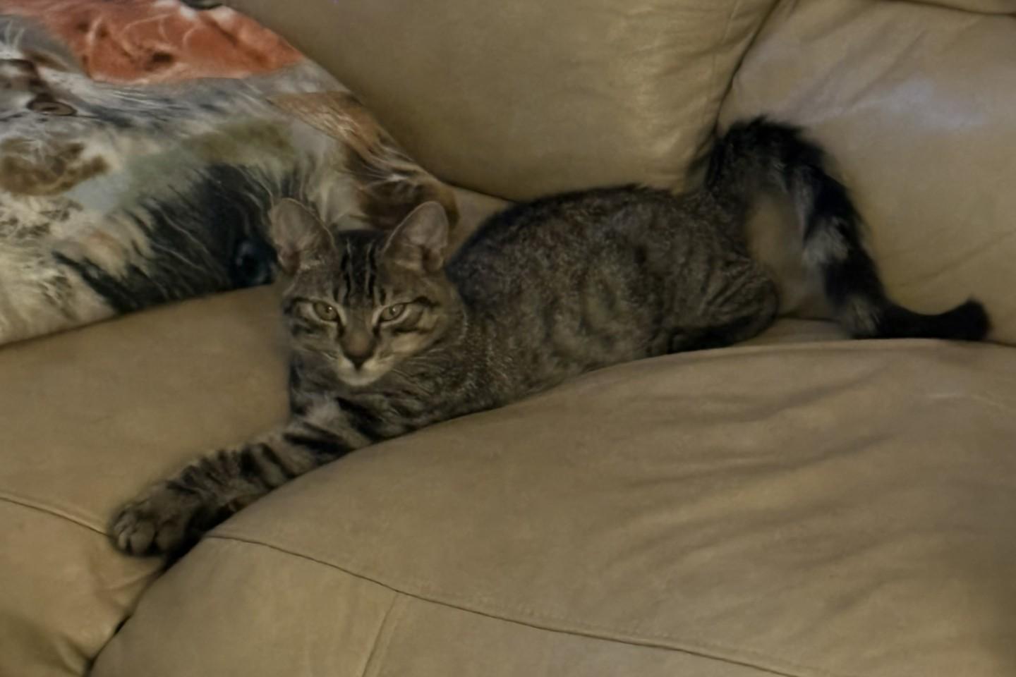 Farley (American Ringtail)