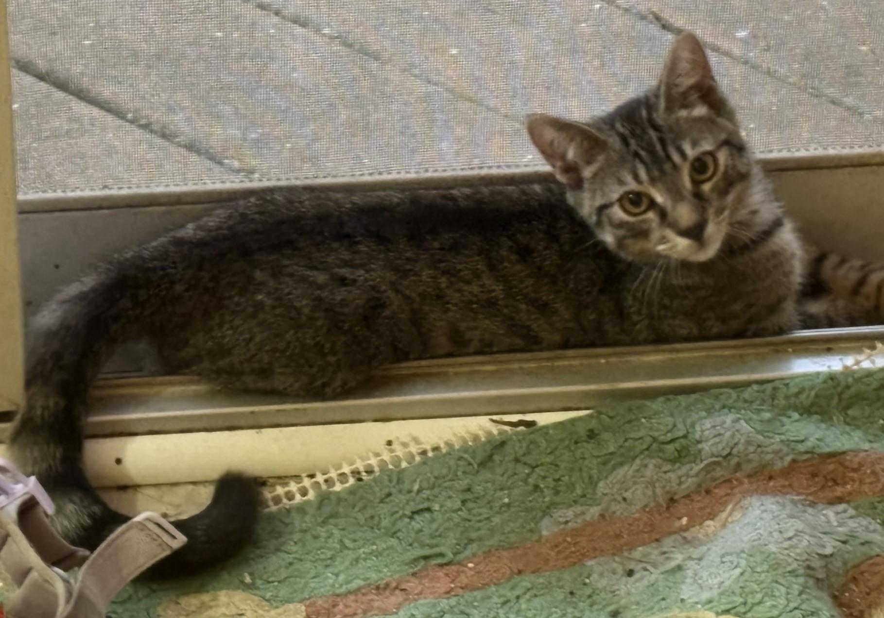 Farley (American Ringtail), Adopted, Kitten Male Domestic Short Hair & American Bobtail.