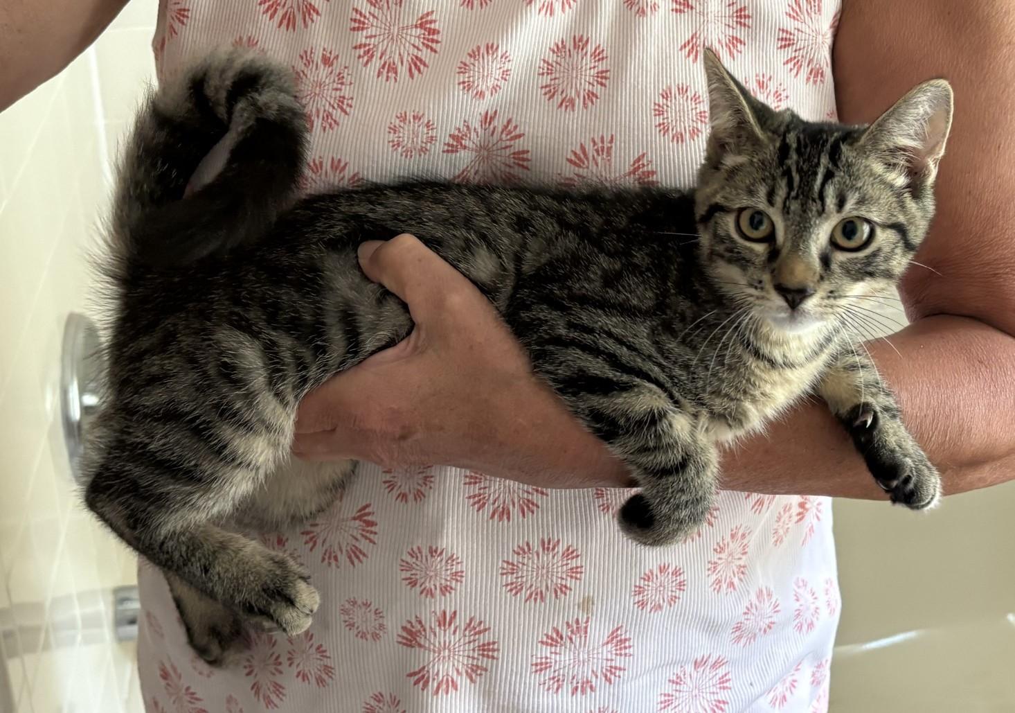 Enlarge Farley (American Ringtail), a Adopted mixed breed in Moorestown, NJ image 4/4