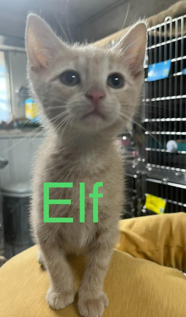Elf, Adoptable, Kitten Male Domestic Short Hair.