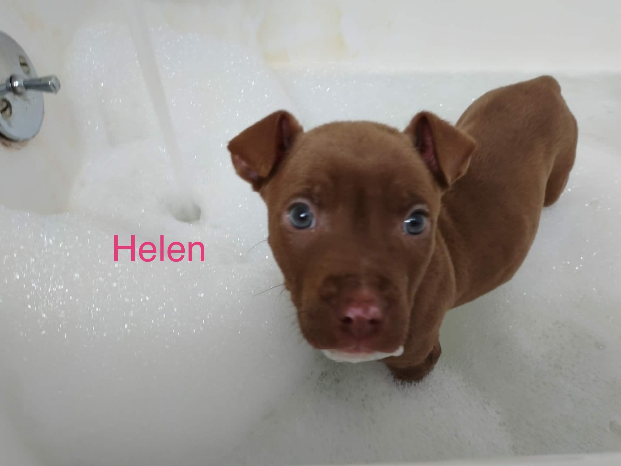 Helen, adopted, Puppy Female American Staffordshire Terrier.
