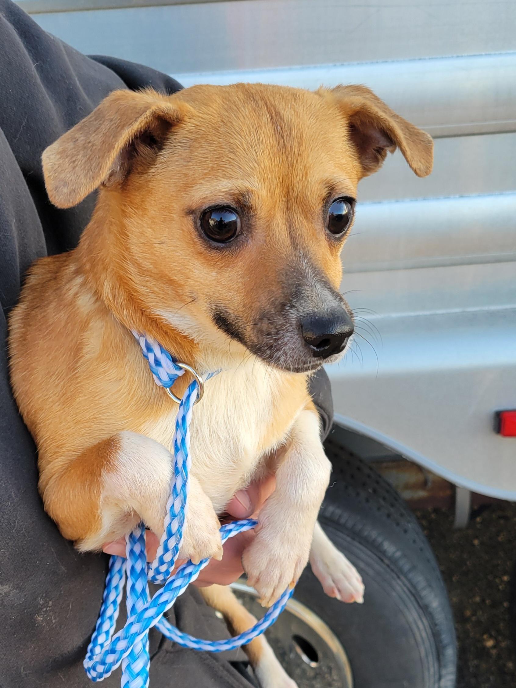 Enlarge Gouda, a Adoptable Chihuahua in Cambridge, MD image 1/2