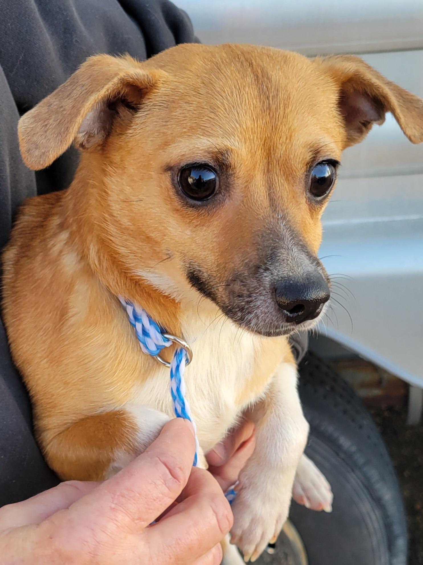 Enlarge Gouda, a Adoptable Chihuahua in Cambridge, MD image 2/2