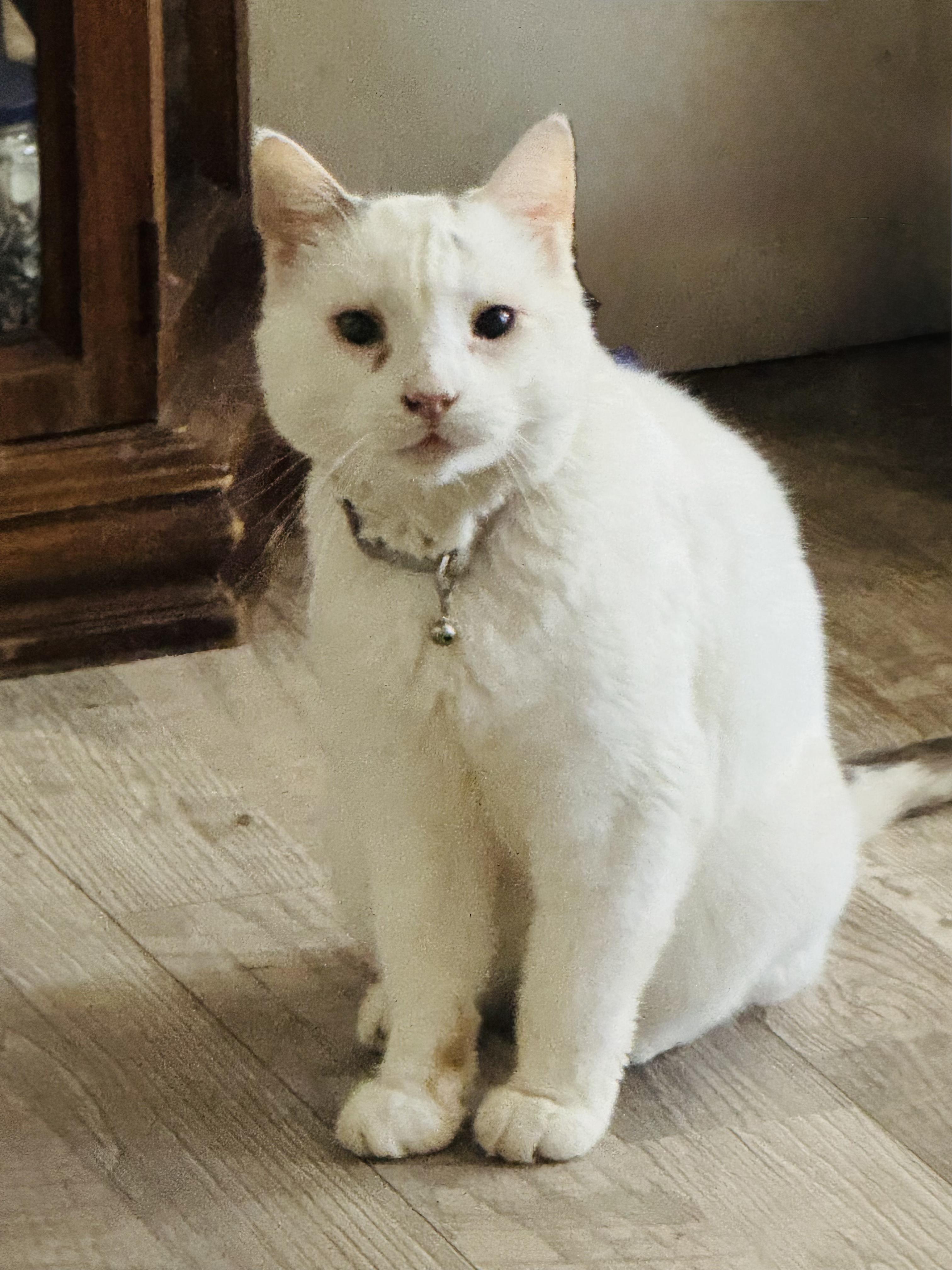 Snow, Adoptable, Adult Male Domestic Short Hair.