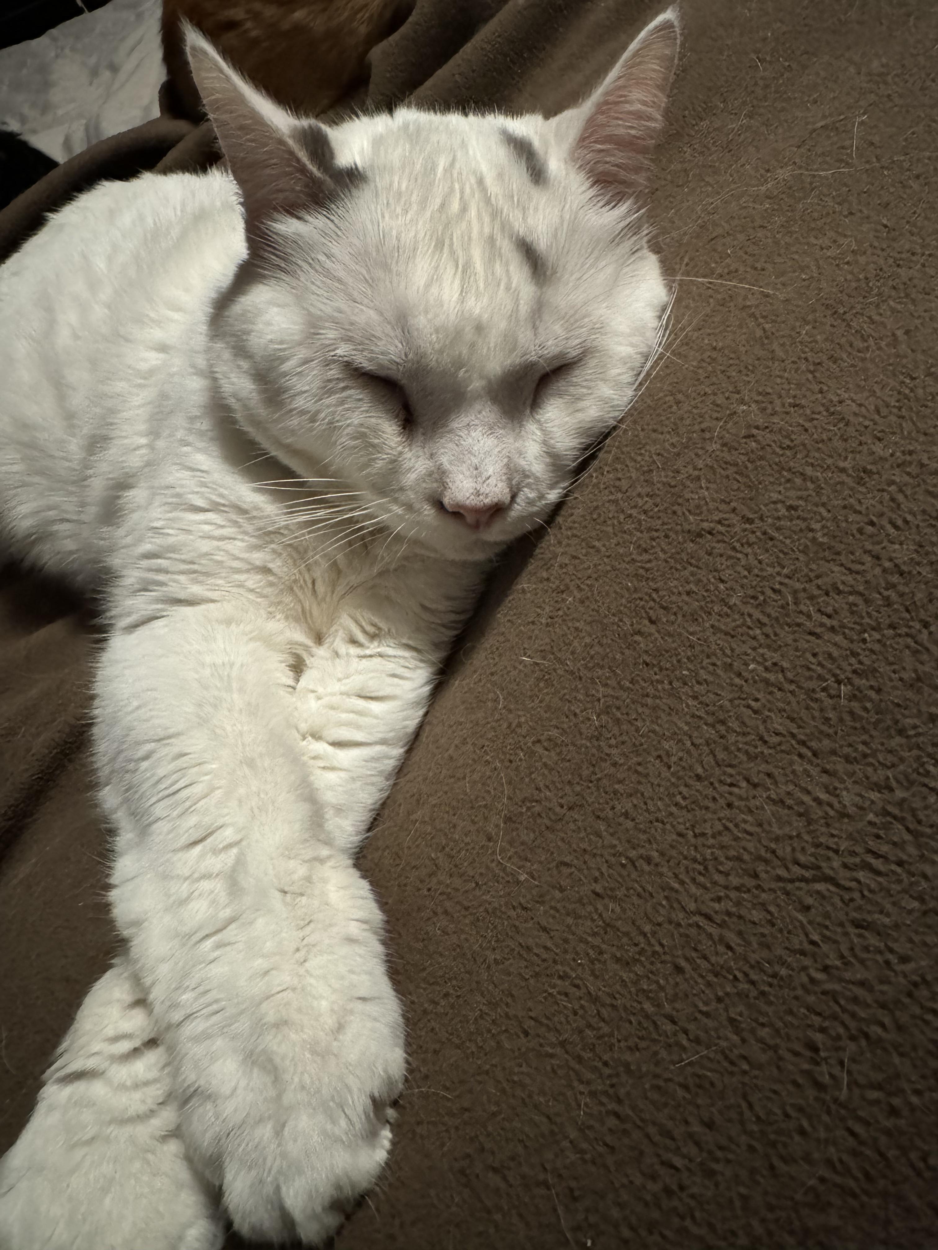 Enlarge Snow, a Adoptable Domestic Short Hair in Hoboken, NJ image 2/2