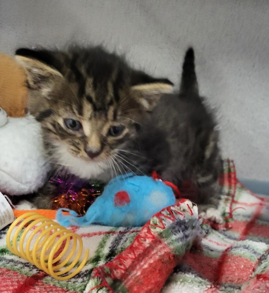 Jamison, Adopted, Kitten Male Domestic Medium Hair.