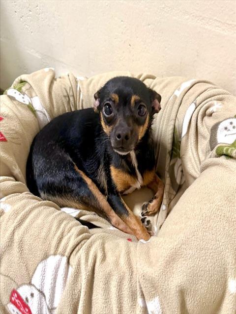 PRINCESS, Adoptable, Young Female Chihuahua.