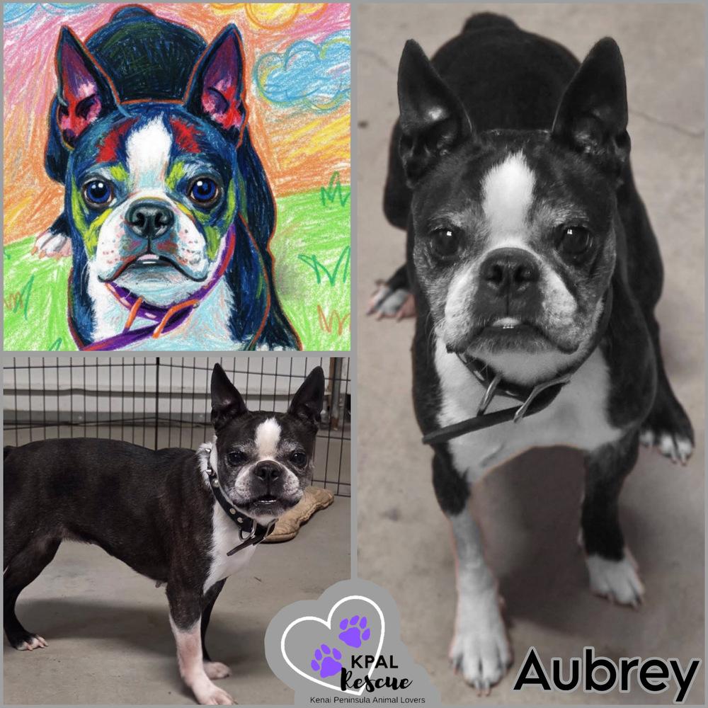 Aubrey, Adoptable, Adult Female Boston Terrier.