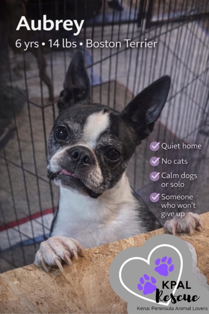 Enlarge Aubrey, a Adoptable Boston Terrier in Kenai, AK image 1/1