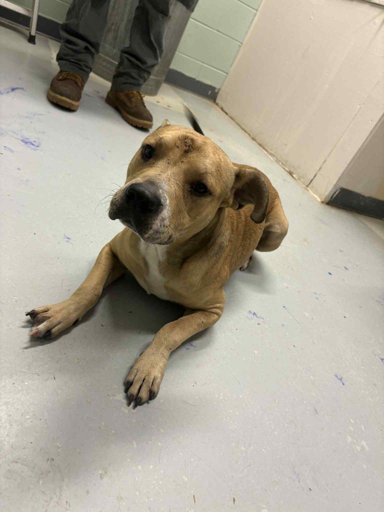 Tyrone, Adoptable, Young Male Mixed Breed.