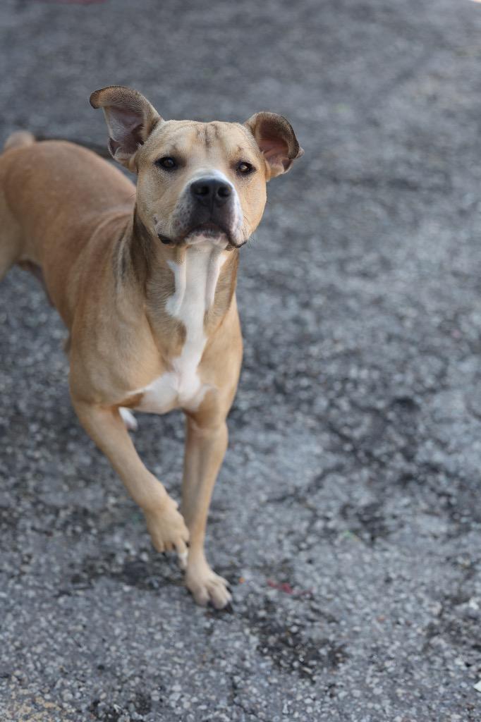 Enlarge Tyrone, a Adoptable mixed breed in Dyersburg, TN image 3/4