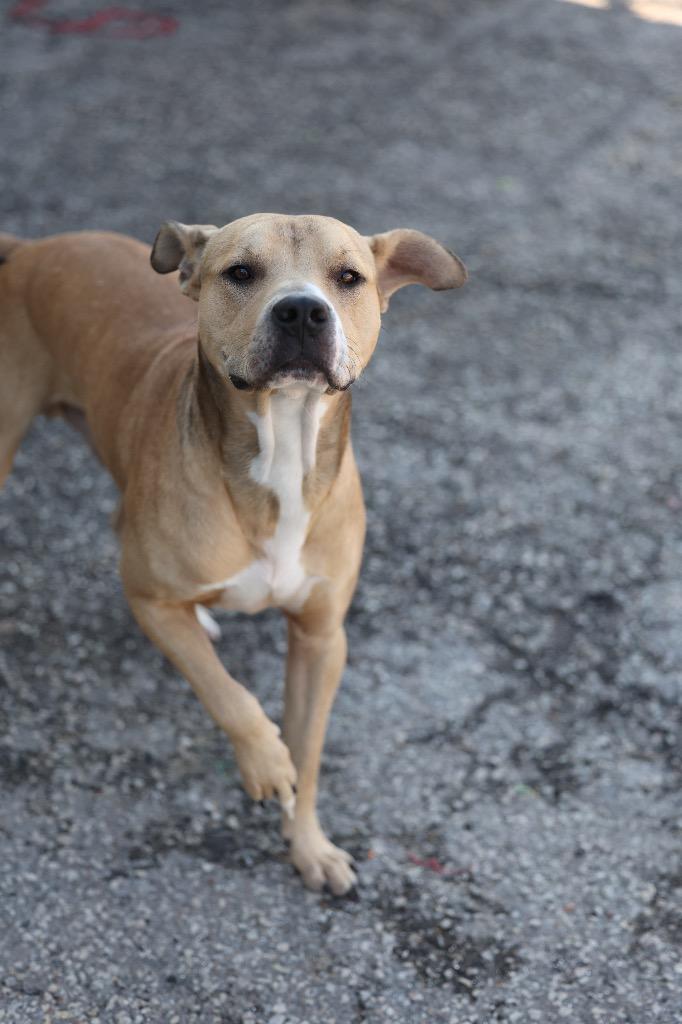 Enlarge Tyrone, a Adoptable mixed breed in Dyersburg, TN image 4/4