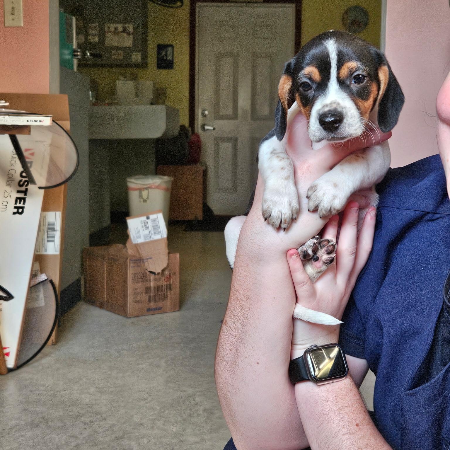 Gwen, a Adopted mixed breed in Evans City, PA image 3/5