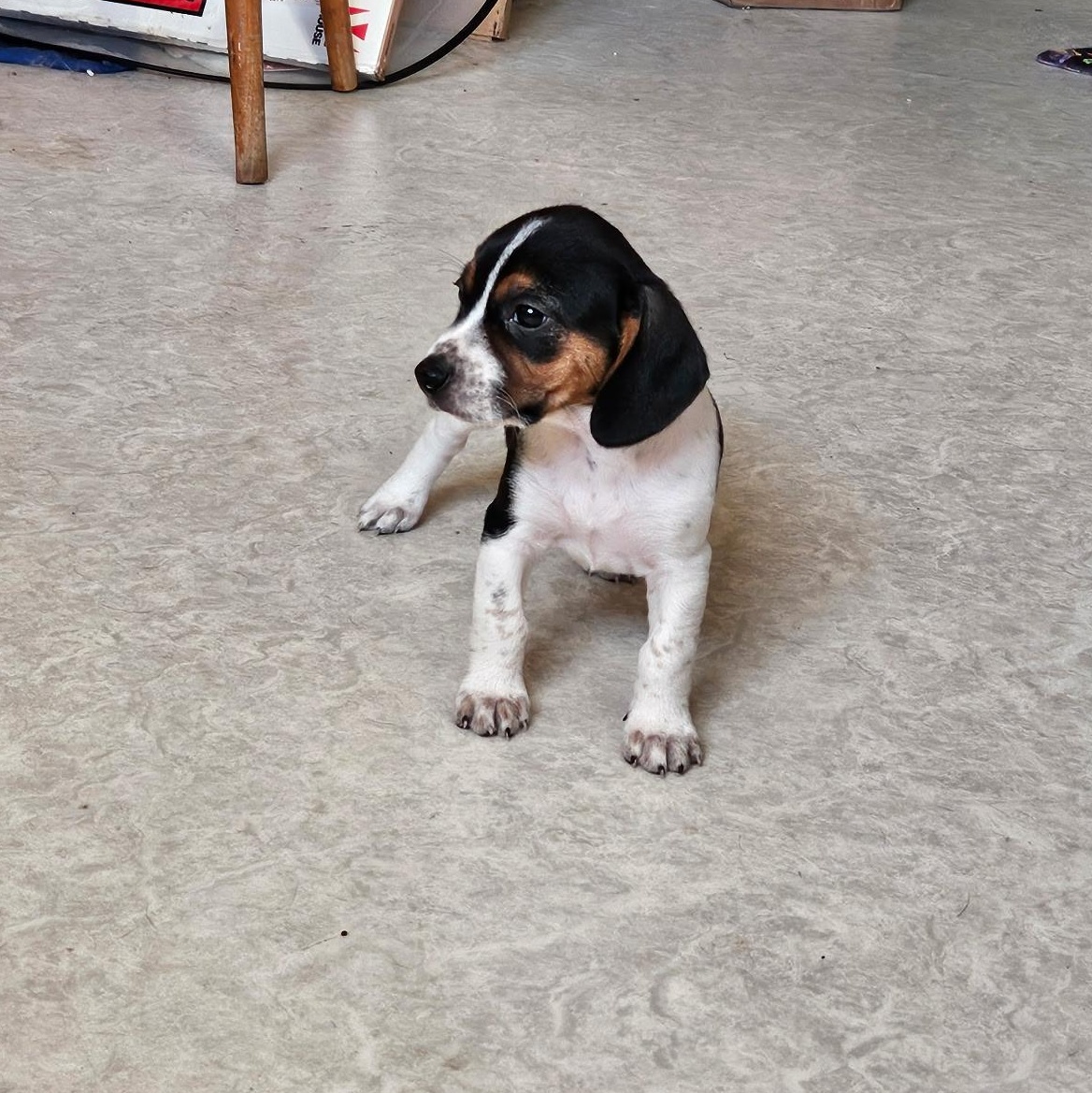 Gwen, a Adopted mixed breed in Evans City, PA image 2/5