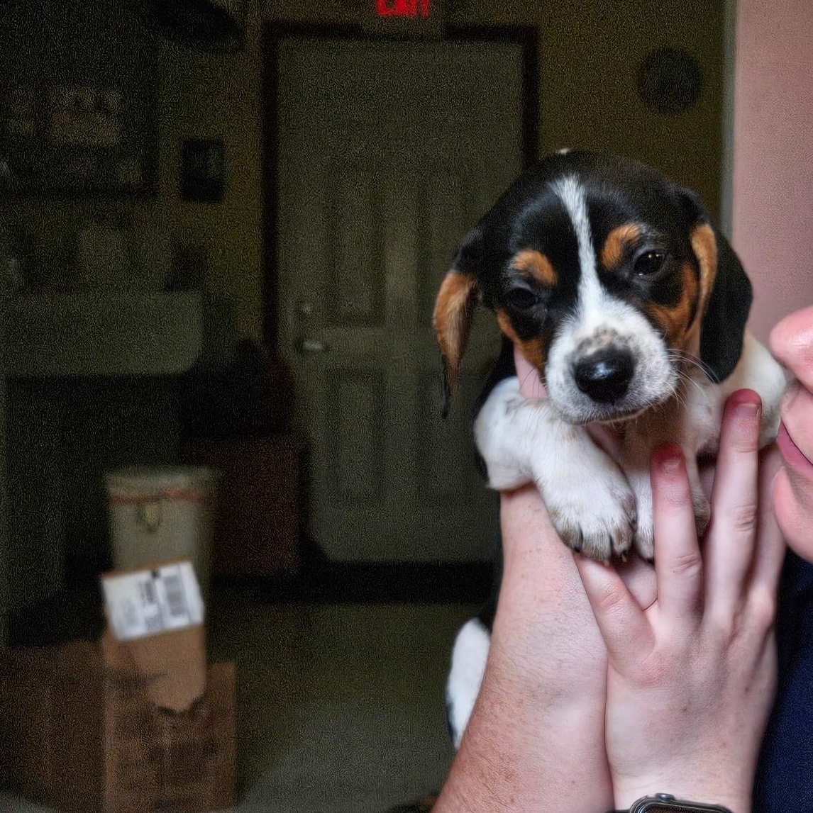 Gwen, Adopted, Puppy Female Beagle & Terrier.