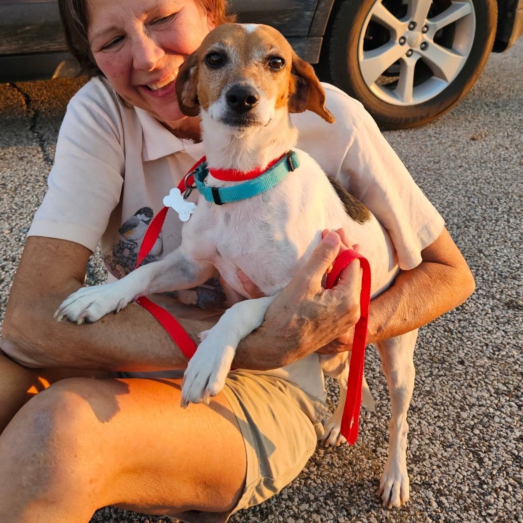 Gwen, a Adopted mixed breed in Evans City, PA image 5/5