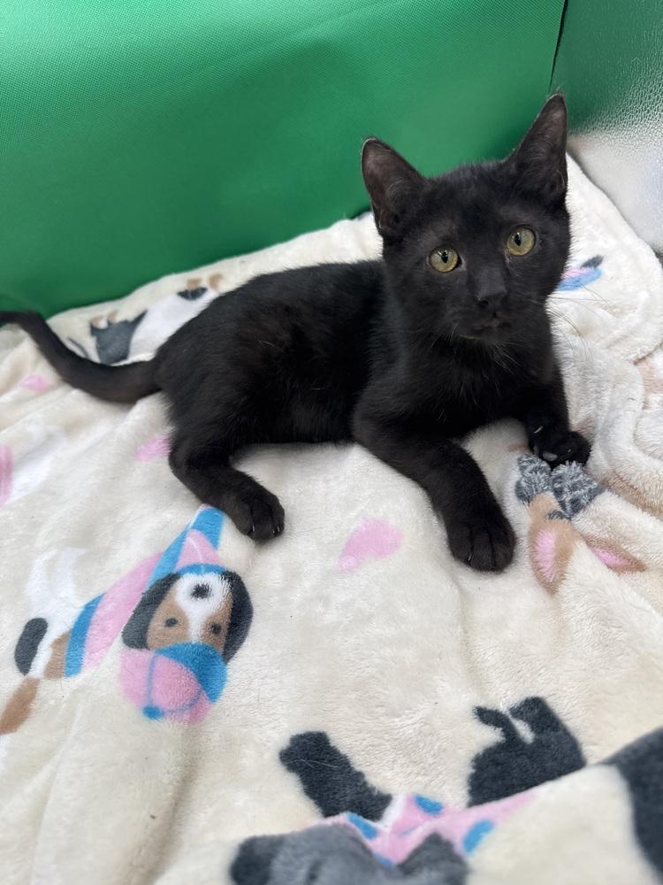 Enlarge Onyx, a Adoptable Domestic Long Hair in Gonzales, LA image 1/1