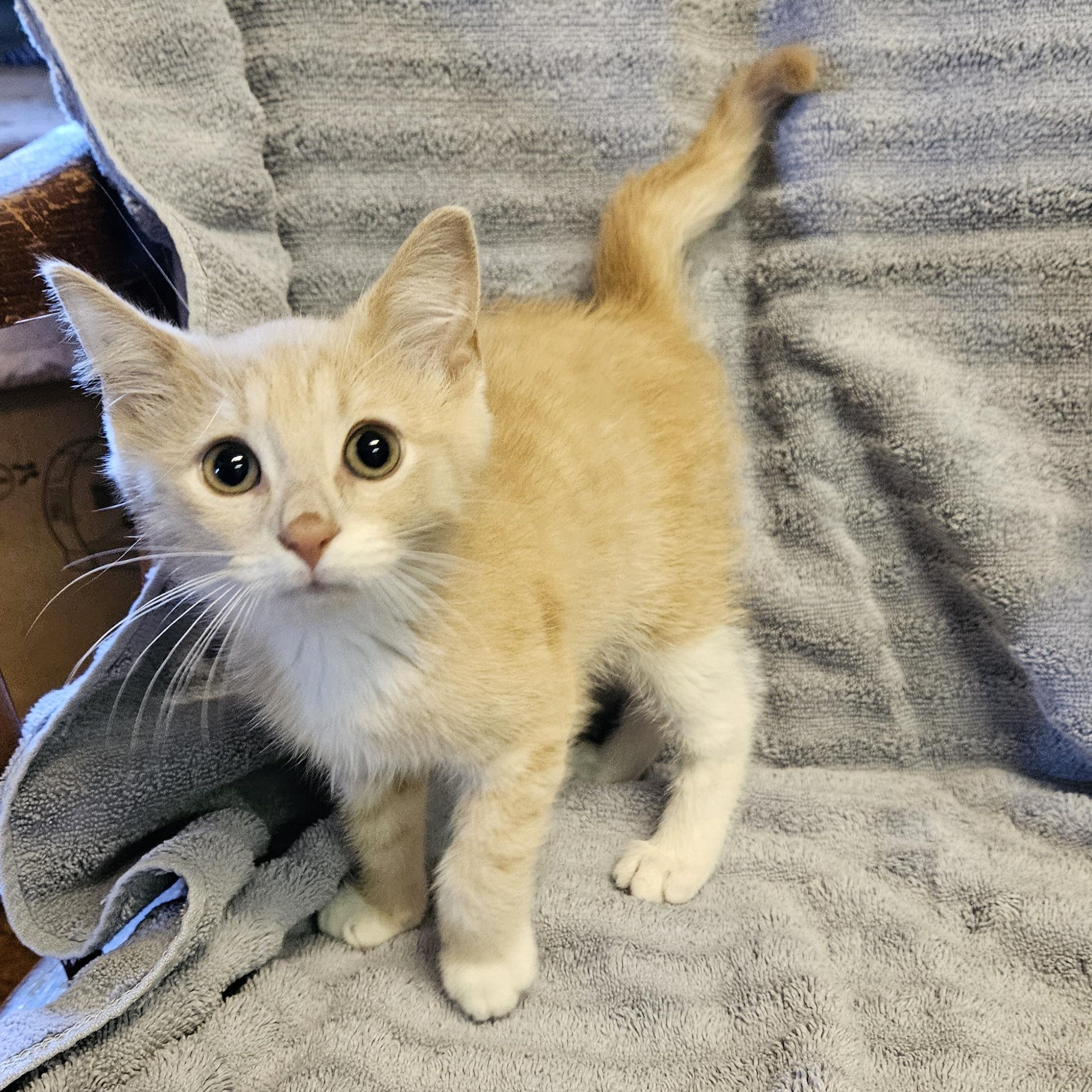 Miney, Baby Male Domestic Short Hair