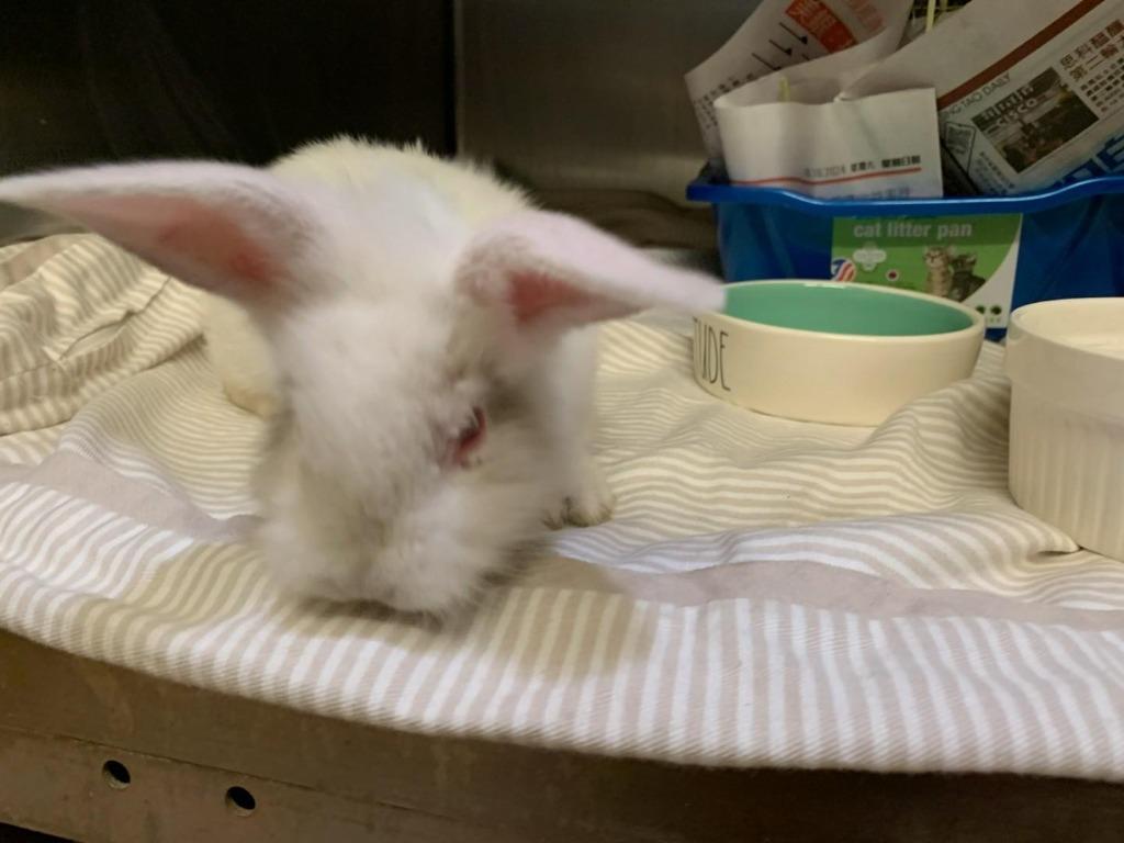 Sabrina, Adoptable, Young Female Florida White.