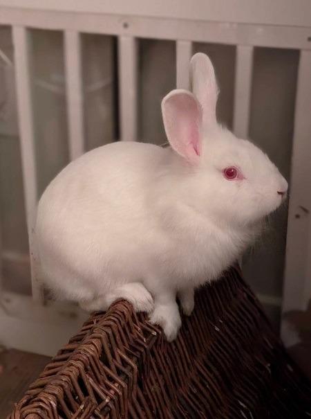 Enlarge Sabrina, a Adoptable Florida White in Scotts Valley, CA image 2/6