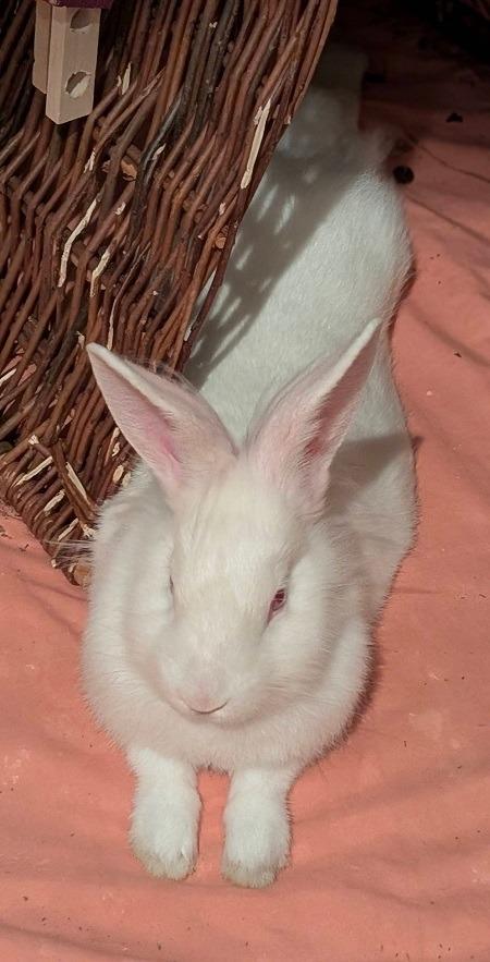 Enlarge Sabrina, a Adoptable Florida White in Scotts Valley, CA image 3/6