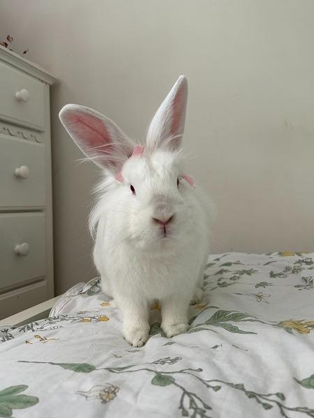 Enlarge Sabrina, a Adoptable Florida White in Scotts Valley, CA image 4/6