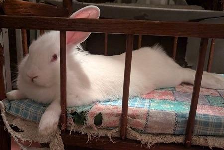 Enlarge Sabrina, a Adoptable Florida White in Scotts Valley, CA image 5/6