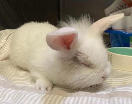 Enlarge Sabrina, a Adoptable Florida White in Scotts Valley, CA image 6/6