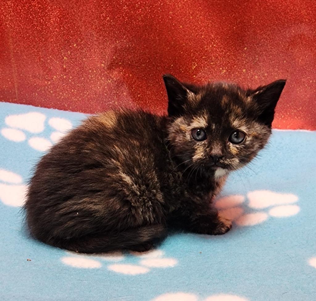 Enlarge Bubbles, a Adoptable mixed breed in Washington Court House, OH image 1/1