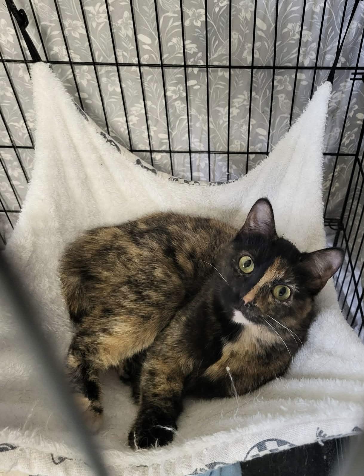 Jamie "James" Monroe