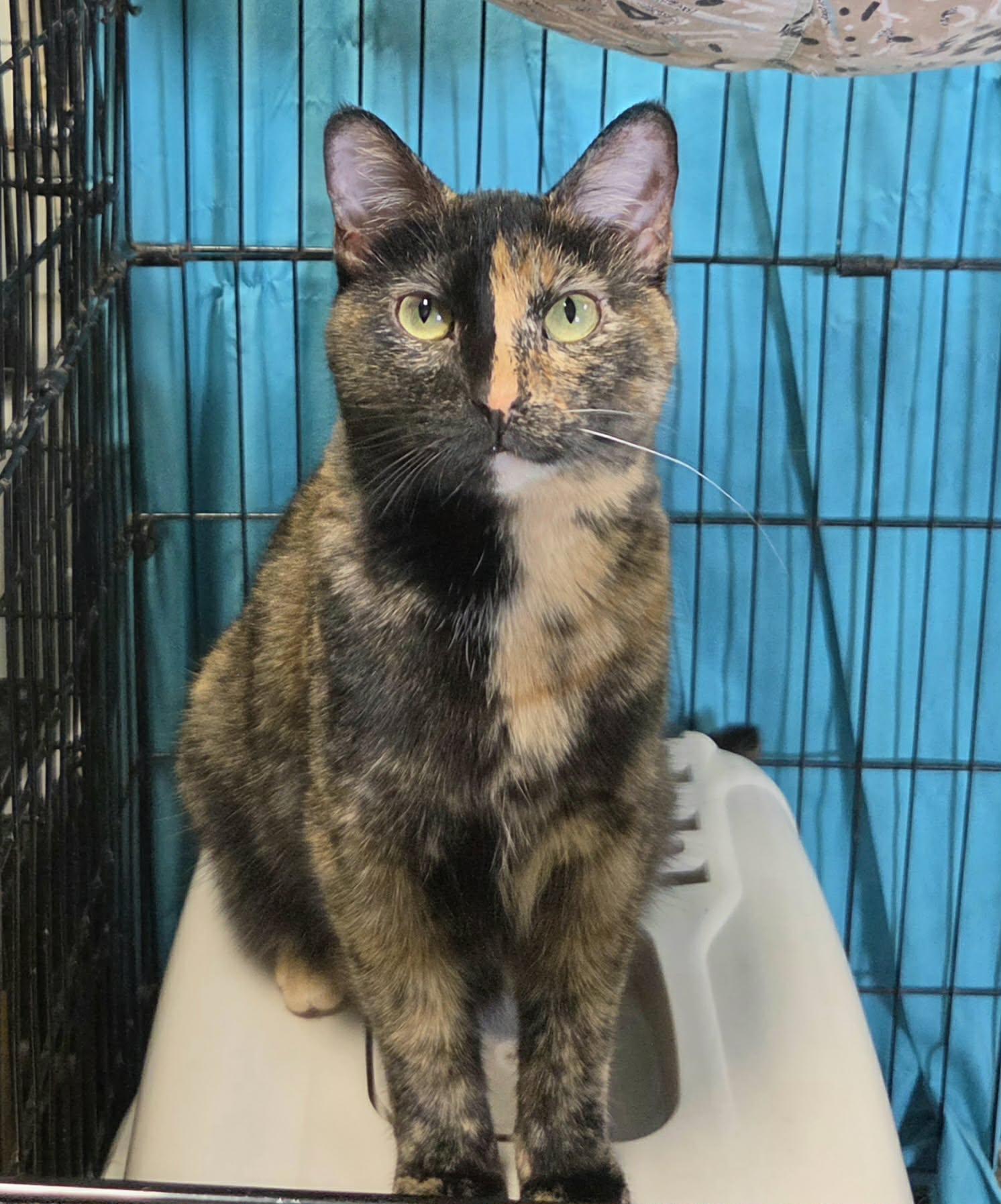 Monroe, Adoptable, Young Female Domestic Short Hair.
